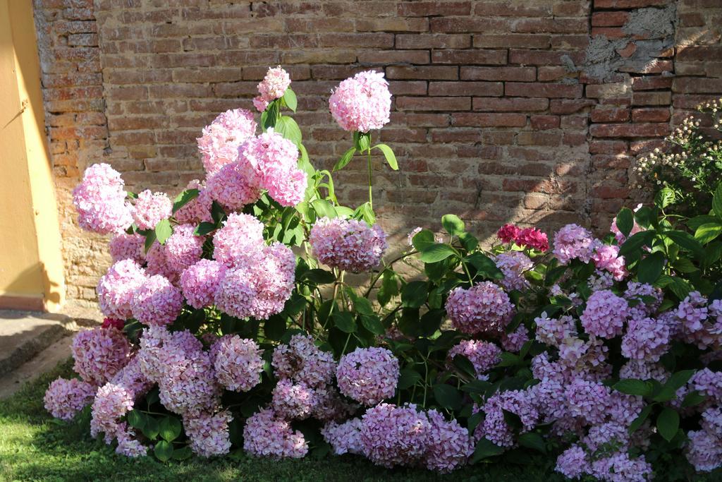 Agriturismo Poggio Al Tesoro Crespina Dış mekan fotoğraf